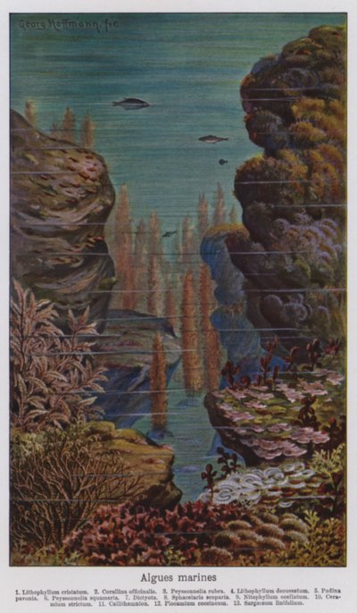 Marine Algae by European School