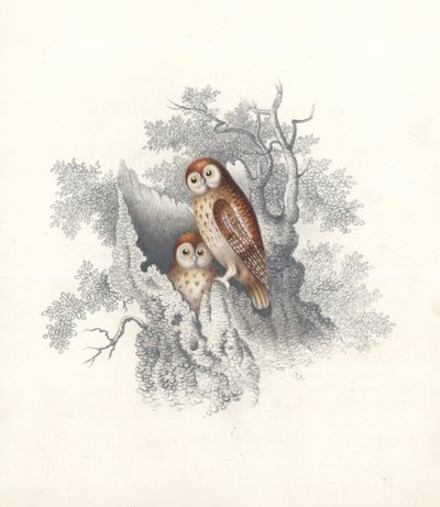 Owls perching on the hollow trunk of a dead tree by European School