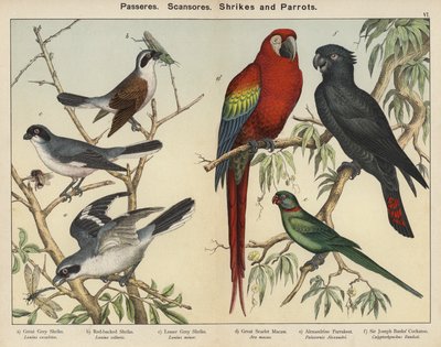 Passeres, Scansores, Shrikes and Parrots by European School