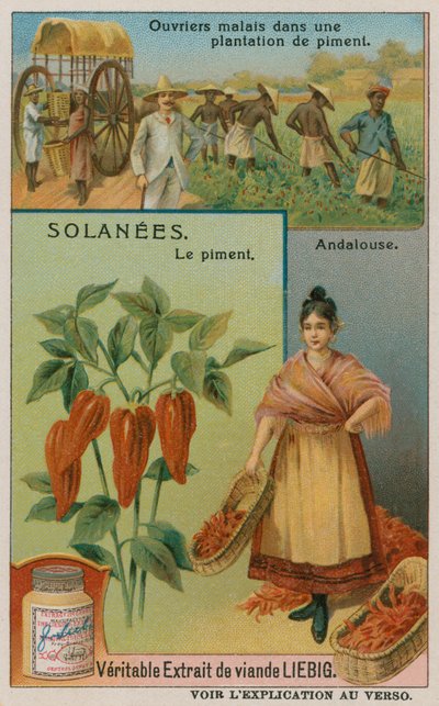 Pimento Pepper by European School