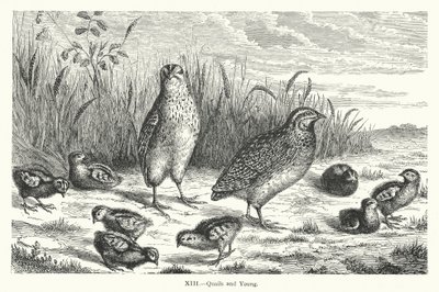 Quails and Young by European School