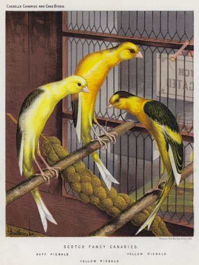 Scotch Fancy Canaries, Buff Piebald, Yellow Piebald by European School