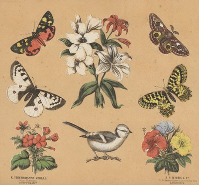 Scraps for Juveniles by European School