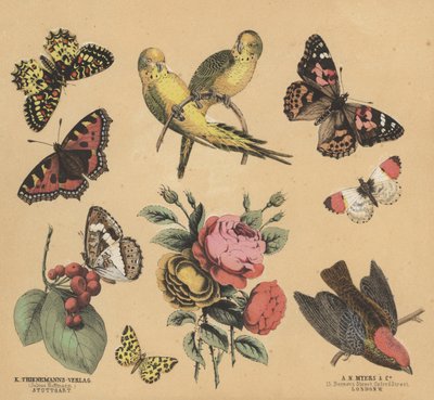Scraps for Juveniles by European School