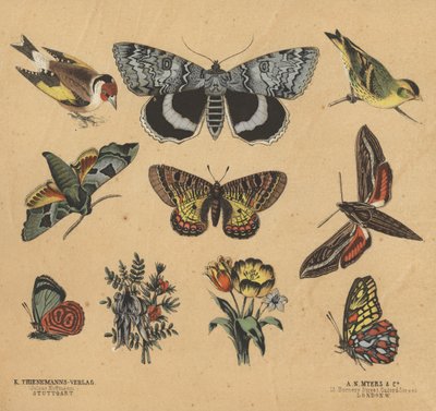 Scraps for Juveniles by European School