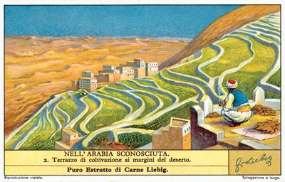 Terrace cultivation on the edge of the desert by European School