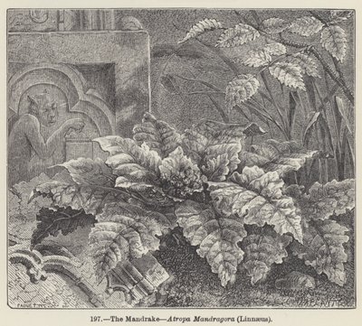 The Mandrake, Atropa Mandragora, Linnaeus by European School