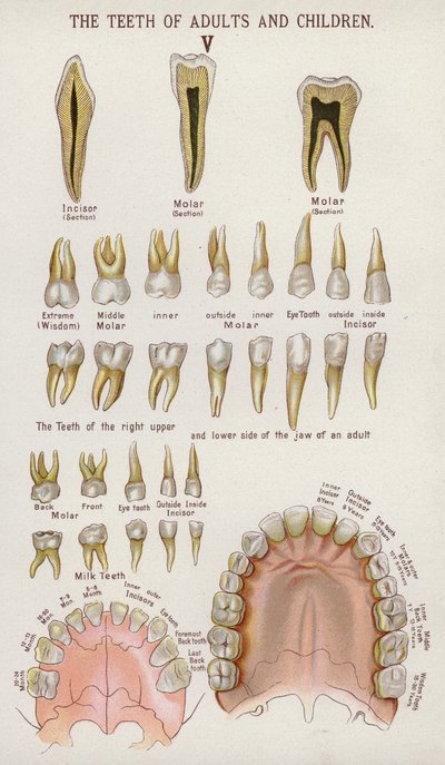 The Teeth of Adults and Children by European School