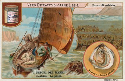 Treasures of the Sea by European School