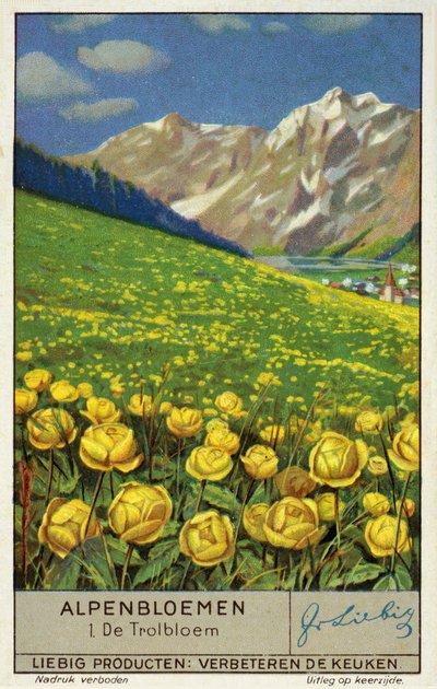 Trollius (Globeflower) by European School