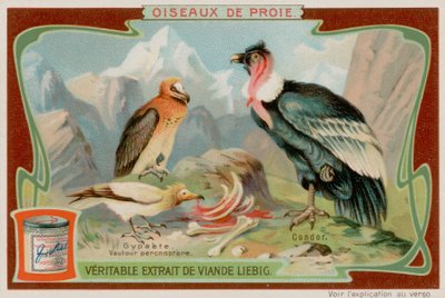 Vulture and Condor by European School