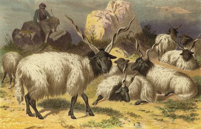 Zackel Sheep by European School