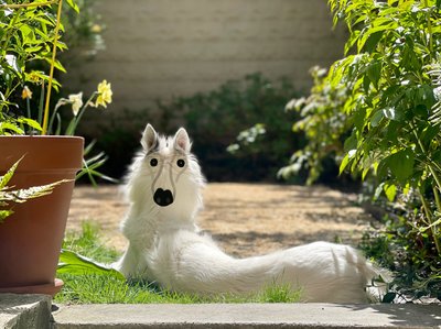Backwards Dog, Brooklyn by Evan Sklar
