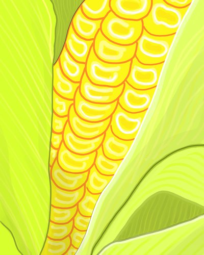 Ear of Corn by Evan Sklar