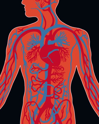 Network of Cardiovascular System by Evan Sklar