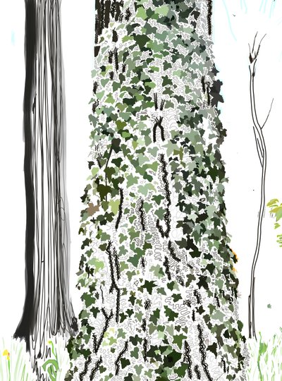 Tree With Ivy by Evan Sklar