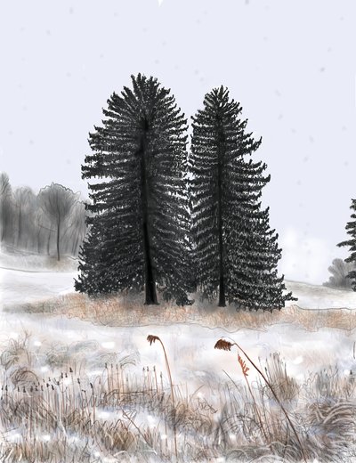 Wedded Pines by Evan Sklar