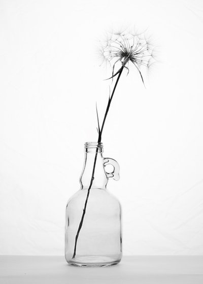Delicate Dandelion Still Life by Eyal Amer
