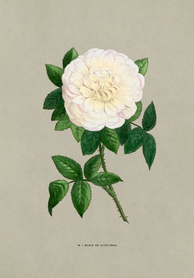 Rose Marie De Saint Jean by F. Grobon