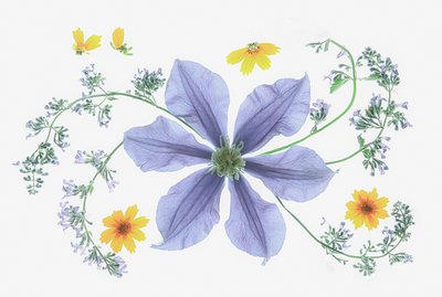Fresh Floral Composition by Fangping Zhou