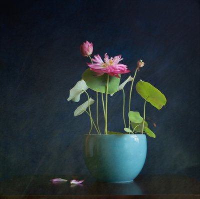 Pink Lotus Radiance by Fangping Zhou