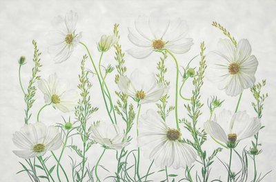 White Cosmos Meadow by Fangping Zhou