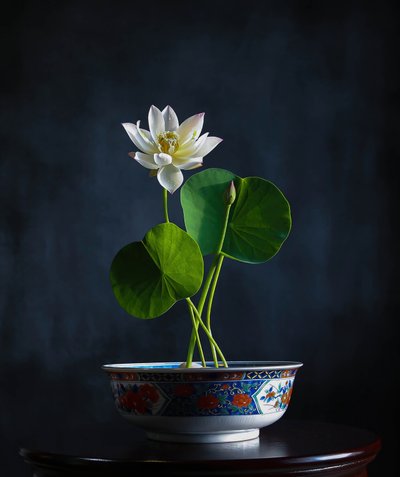 White Lotus Serenity by Fangping Zhou