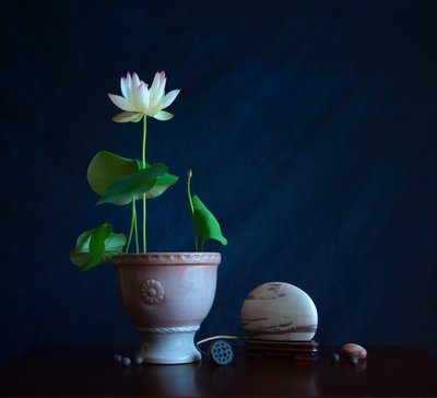 Zen Lotus Still Life by Fangping Zhou