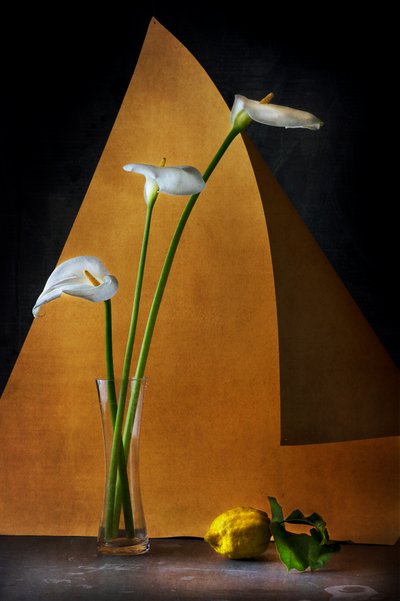 Serene Calla Lilies Still Life by Felice Angelino