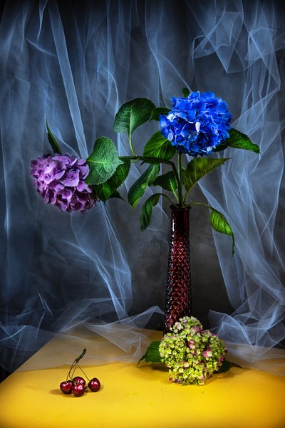 Vibrant Hydrangeas Still Life by Felice Angelino