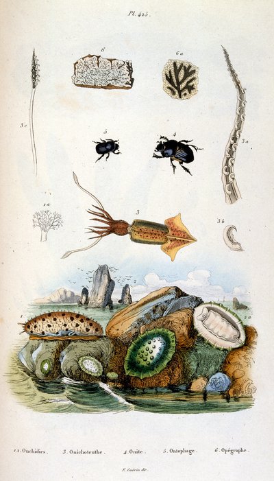 Botanical and Zoological Illustration from Dictionnaire pittoresque d