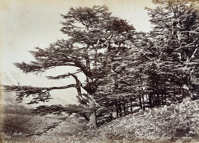 Large cedar tree, Lebanon by Félix Bonfils