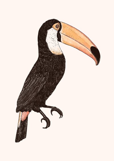 Toco (Color Version) by Florent Bodart