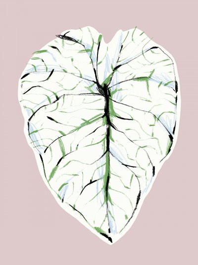 Elegant Veined Leaf by Francesco Gulina