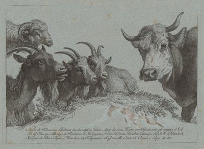 Study of Heads: Three Goats, an Ox, and a Ram, published c. 1783 by Francesco Londonio