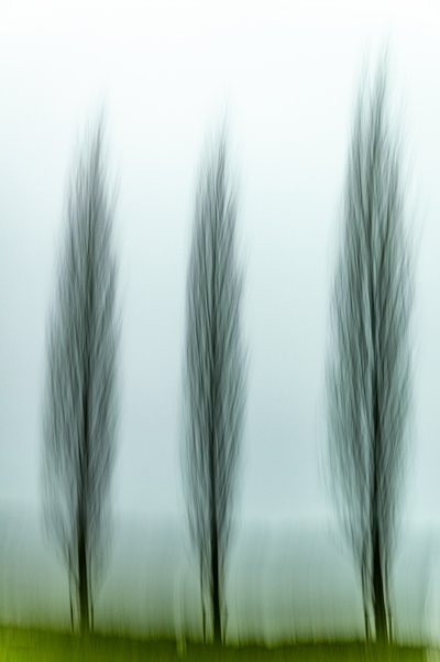 Three Serene Trees by Franco Tessarolo
