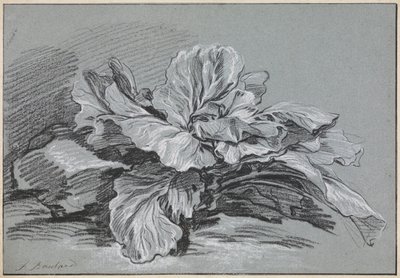 Study of a Cabbage by François Boucher