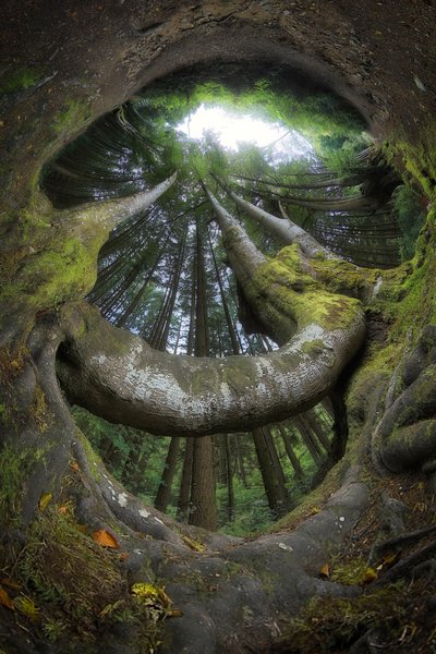 Enchanted Forest Roots by Francois Casanova