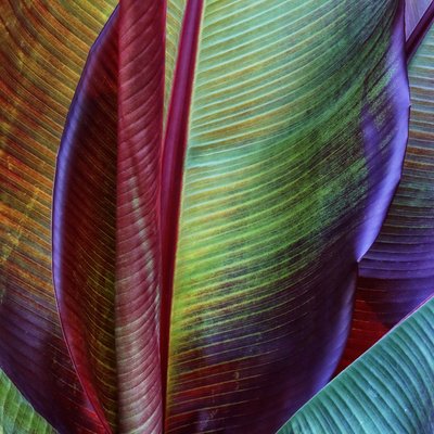 Vibrant Tropical Leaves by Francois Casanova