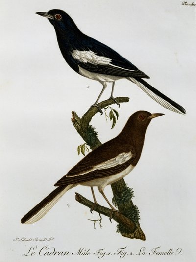Male and female of Oriental Magpie-robin (Copsychus saularis), engraving from Histoire Naturelle des Oiseaux d