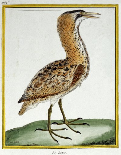 Bittern. Engraving by Francois Nicolas Martinet in: Histoire naturelle des oiseaux, by Georges Louis Leclerc de Buffon, France, c.1777 by Francois Nicolas Martinet