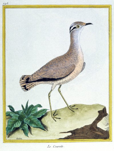 Cream Coloured Courser by Francois Nicolas Martinet