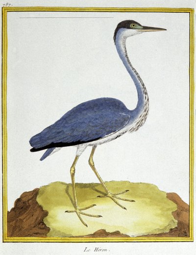 Heron. Engraving by Francois Nicolas Martinet in: Histoire naturelle des oiseaux, by Georges Louis Leclerc de Buffon, France, c.1777 by Francois Nicolas Martinet