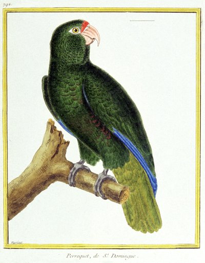 Parrot of Santo Domingo. Engraving by Francois Nicolas Martinet in: Histoire naturelle des oiseaux, by Georges Louis Leclerc de Buffon, France, c.1777 by Francois Nicolas Martinet