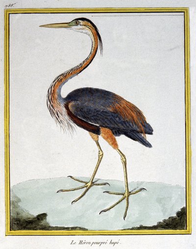 Purple Heron. Engraving by Francois Nicolas Martinet in: Histoire naturelle des oiseaux, by Georges Louis Leclerc de Buffon, France, c.1777 by Francois Nicolas Martinet