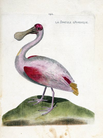 Zoological chart (ornithology): American spatula (pink spatula or platalea ajaja). Illustration in 