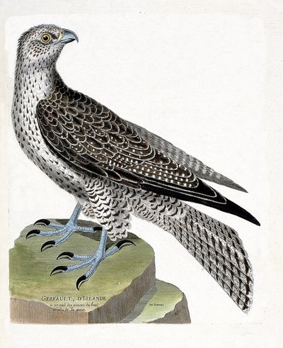 Zoological chart (ornithology): Icelandic gerfault (falco rusticolus). Illustration in 
