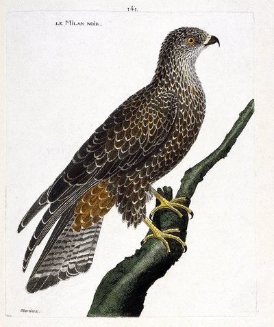 Zoological chart (ornithology): black milvus migrans on a branch. Illustration in 