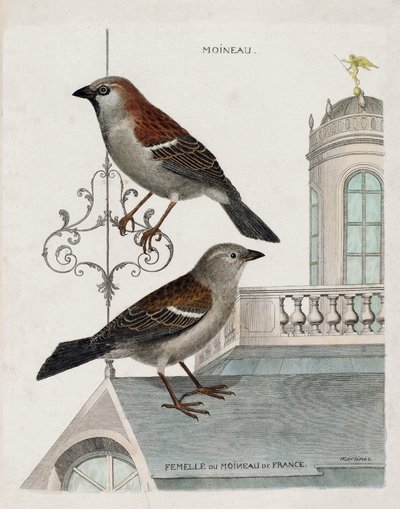 Zoological chart (ornithology): from top to bottom: Sparrow and female of the sparrow of France. Illustration in 