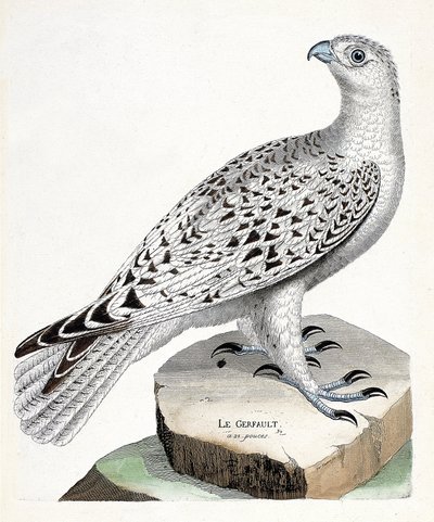 Zoological chart (ornithology): gerfault (falco rusticolus). Illustration in 